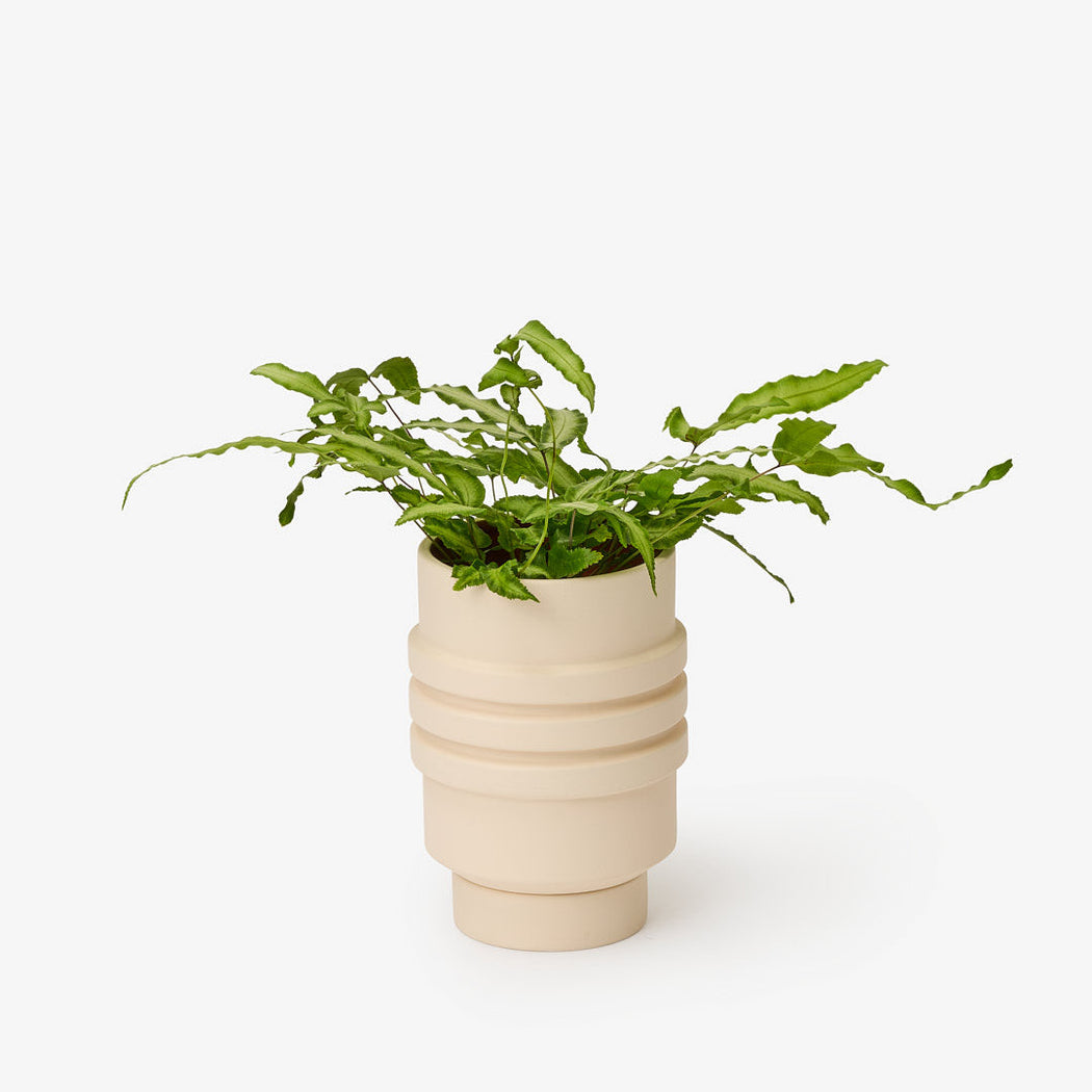 Strata Planter in Cream