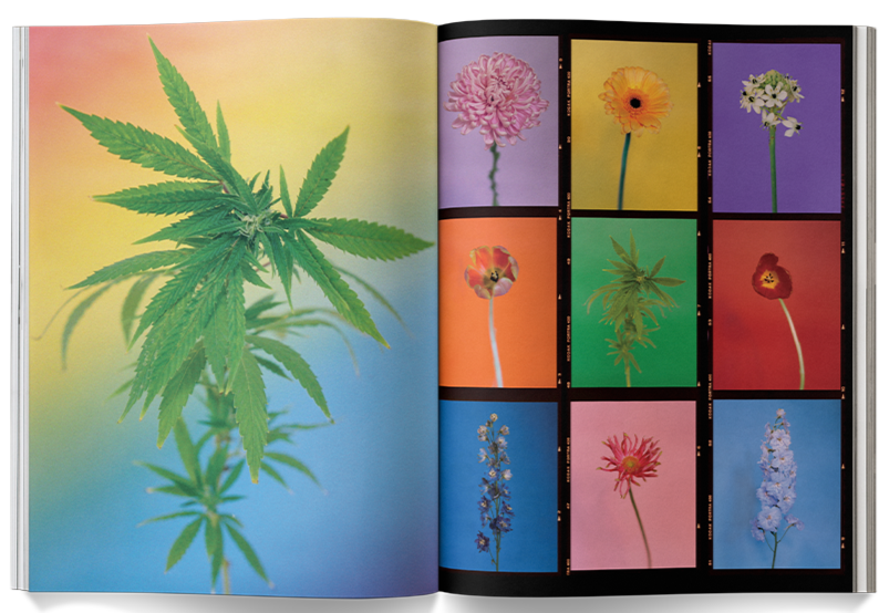 A Weed is a Flower