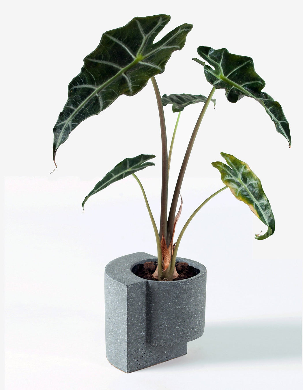 Small Platform Planter in Graphite