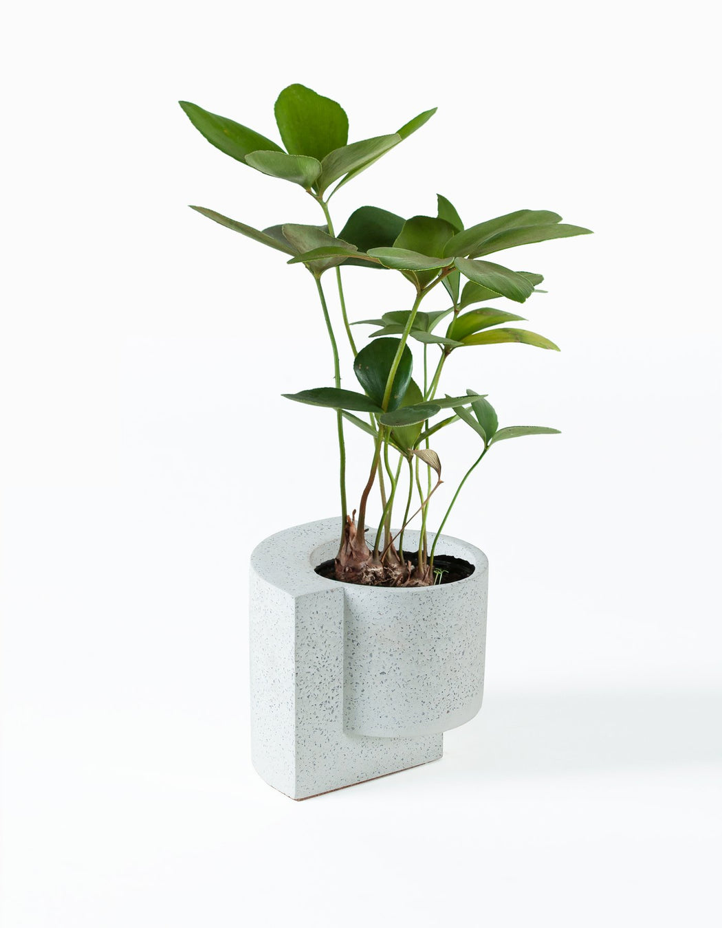 Small Platform Planter in White
