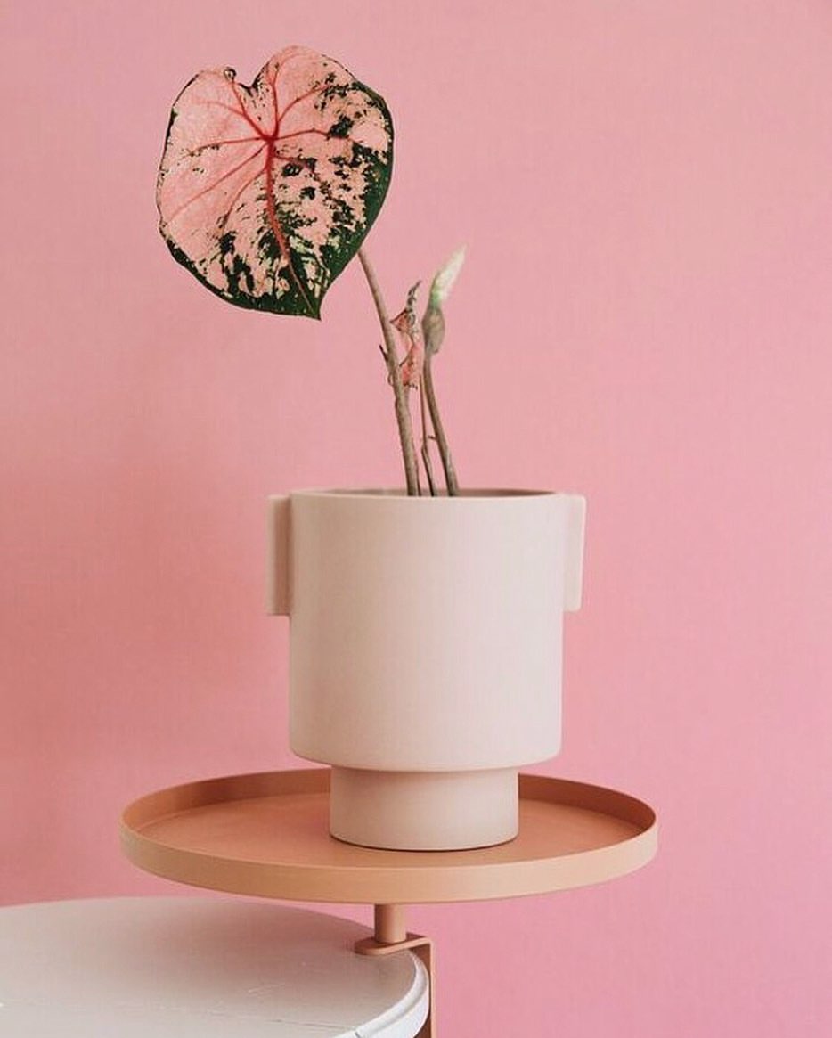Medium Inka Kana Pot in Rose
