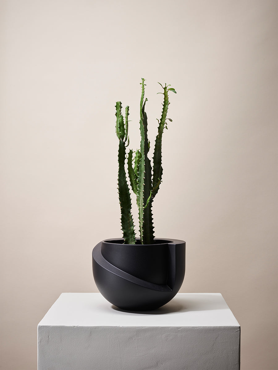 Vayu Planter in Coal