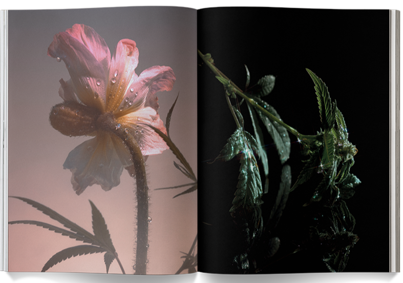 A Weed is a Flower