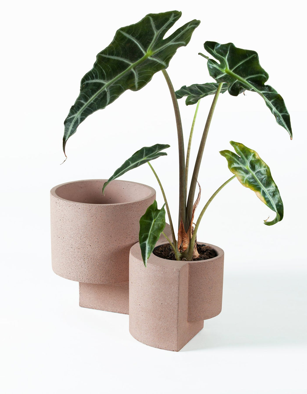 Small Platform Planter in Coral